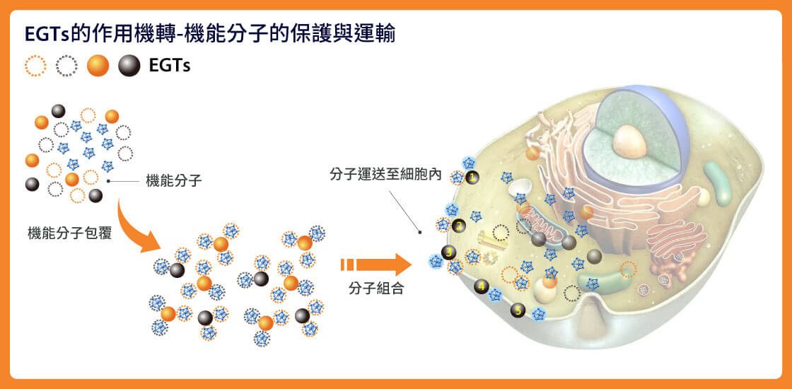 兆怡-極優轉換技術-EGTs 兆怡-極優轉換技術-EGTs